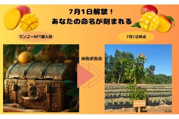 【7月1日解禁】あなたの命名が刻まれる! 食べても消えない味わいの石垣島の極上マンゴー体験
