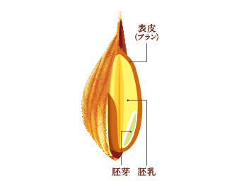 乳製品大手の明治が植物性ミルク市場に参入、全粒穀物繊維「βグルカン」含有による独自価値の提供で新たな市場を切り拓く