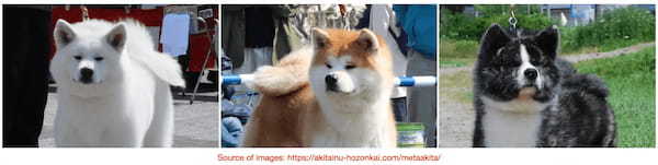 Meta AkitaとコンコーディアムがWeb3のデジタルIDを活用した秋田犬保存における次世代の地方創生で協力