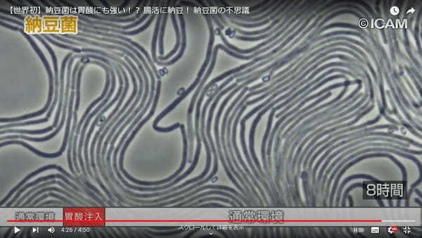 納豆連「納豆菌の不思議」、写真は胃酸注入後、通常環境で8時間生き残った納豆菌。