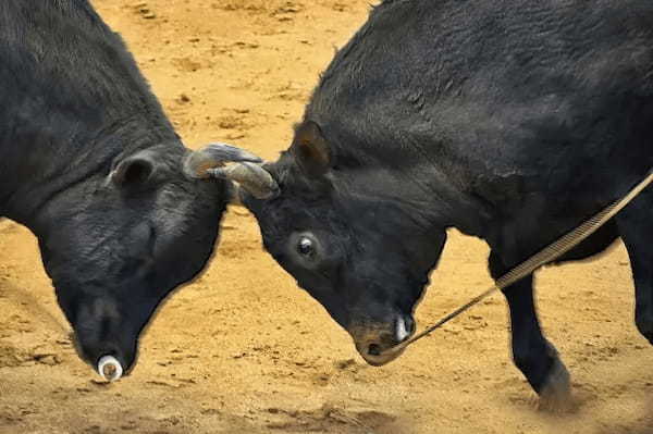 【日本で闘牛！？】新潟県・牛の角突きってなに？【新潟エリア】