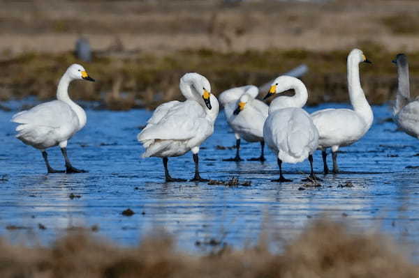 【約6000羽が渡来!?】新潟県・瓢湖に白鳥を見に行こう！【新潟エリア】