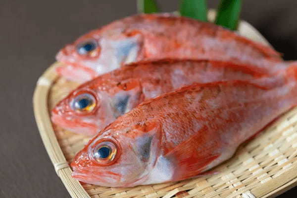 【白身魚の王様！】新潟の高級魚「のどぐろ」を味わおう【新潟エリア】