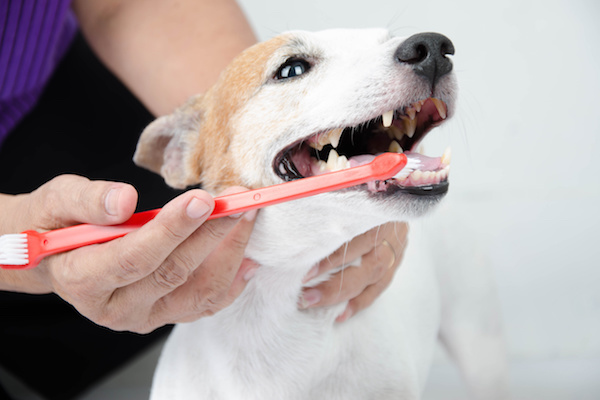 愛犬用歯磨きケアセットを販売するtoiro、2社他を引受先とした第三者割当増資を実施