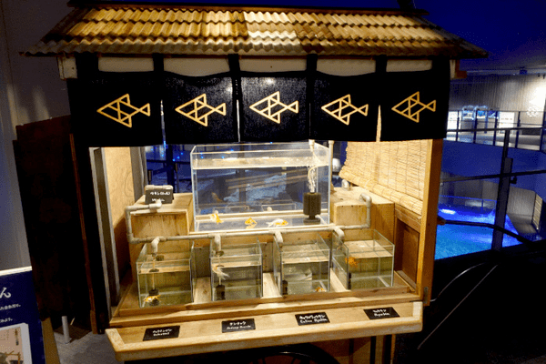 すみだ水族館、「金魚」の歴史と魅力を伝える夏季限定イベント「東京金魚～時代を泳ぐ、小さなミューズたち～」を開催