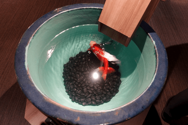 すみだ水族館、「金魚」の歴史と魅力を伝える夏季限定イベント「東京金魚～時代を泳ぐ、小さなミューズたち～」を開催