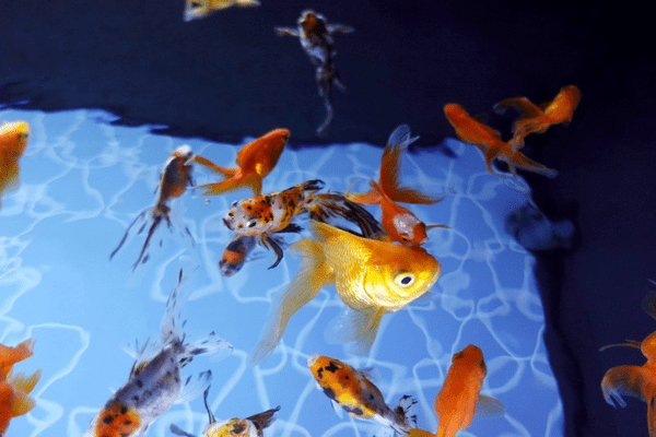 すみだ水族館、「金魚」の歴史と魅力を伝える夏季限定イベント「東京金魚～時代を泳ぐ、小さなミューズたち～」を開催