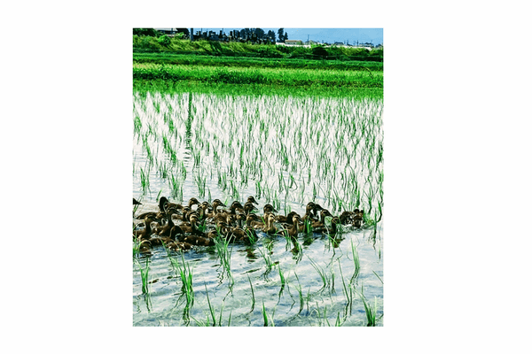 見出し6画像_嶋村吉洋社長が主催するワクセルのコラム_金本京平_合鴨が走り回る.jpg