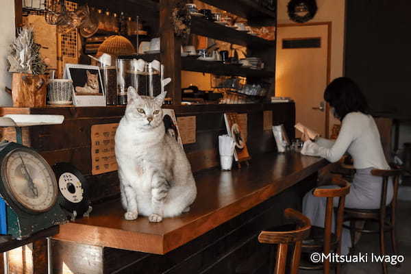 全国津々浦々から60匹が大集合！ 岩合さん初の看板猫写真集『岩合光昭 ニッポン看板猫』9月13日発売