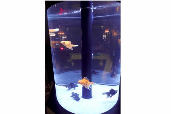 すみだ水族館、「金魚」の歴史と魅力を伝える夏季限定イベント「東京金魚～時代を泳ぐ、小さなミューズたち～」を開催