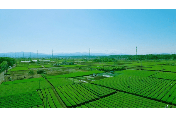 埼玉県入間地区で展開する茶畑
