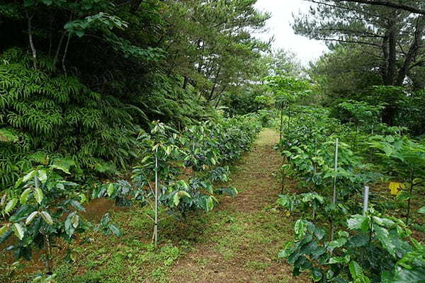 大宜味村の農園