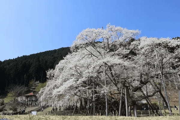 1500年のときを超えて咲き誇る――根尾谷淡墨桜の伝説と再生の物語【岐阜エリア】