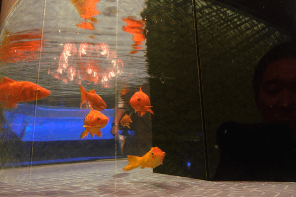 すみだ水族館、「金魚」の歴史と魅力を伝える夏季限定イベント「東京金魚～時代を泳ぐ、小さなミューズたち～」を開催