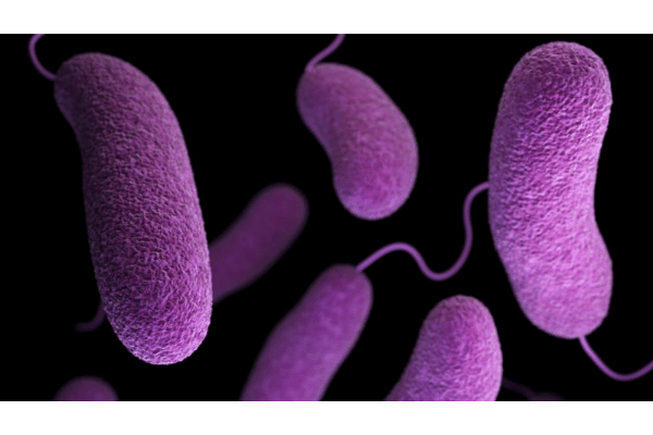 善玉菌が抗生物質よりも悪玉菌を減らす可能性を発見