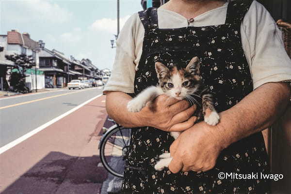 全国津々浦々から60匹が大集合！ 岩合さん初の看板猫写真集『岩合光昭 ニッポン看板猫』9月13日発売