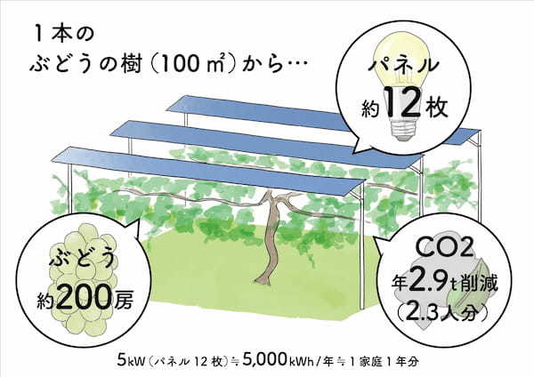 目指すは「現代版2毛作」による、エネルギーと農作物の両立！ぶどうの樹のオーナーになって、ソーラーシェアリングによる環境と食への取り組みに誰でも参加可能な仕組み作りへ。