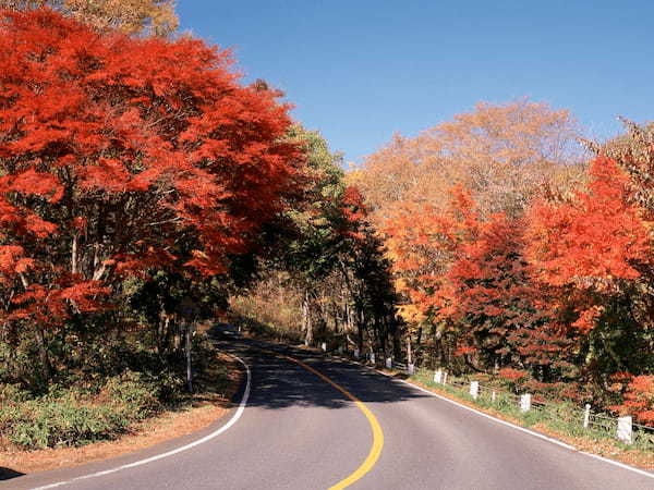 【紅葉ドライブ】11月に見頃を迎える関東の絶景紅葉ロードへお出かけ