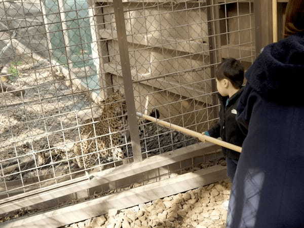 富士サファリパーク、様々な動物にエサあげできる春の特別イベント開催中、ライオンの4つ子の赤ちゃんの一般公開も開始