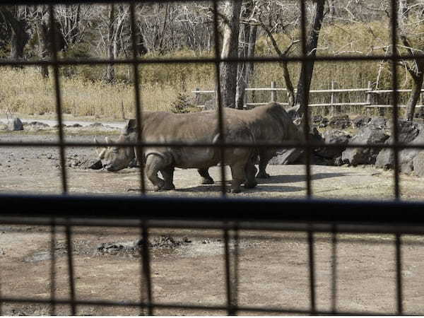 富士サファリパーク、様々な動物にエサあげできる春の特別イベント開催中、ライオンの4つ子の赤ちゃんの一般公開も開始