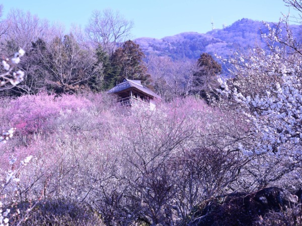 茨城観光は絶景のお花畑が楽しめる春がおすすめ！ 日本三名園の梅に、青色の絨毯が広がるネモフィラ畑も