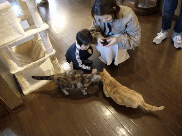 富士サファリパーク、様々な動物にエサあげできる春の特別イベント開催中、ライオンの4つ子の赤ちゃんの一般公開も開始