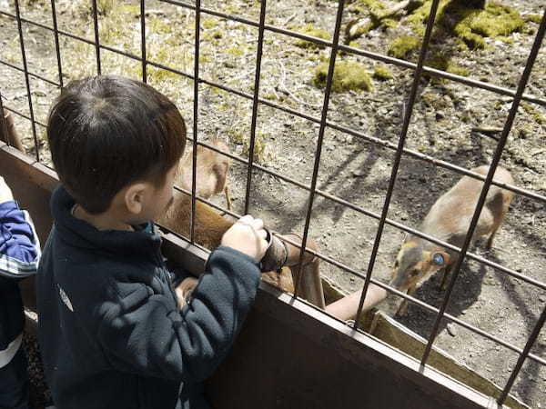 富士サファリパーク、様々な動物にエサあげできる春の特別イベント開催中、ライオンの4つ子の赤ちゃんの一般公開も開始