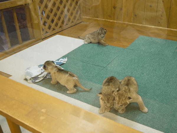 富士サファリパーク、様々な動物にエサあげできる春の特別イベント開催中、ライオンの4つ子の赤ちゃんの一般公開も開始