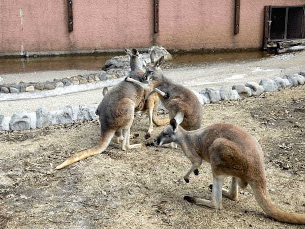富士サファリパーク、様々な動物にエサあげできる春の特別イベント開催中、ライオンの4つ子の赤ちゃんの一般公開も開始