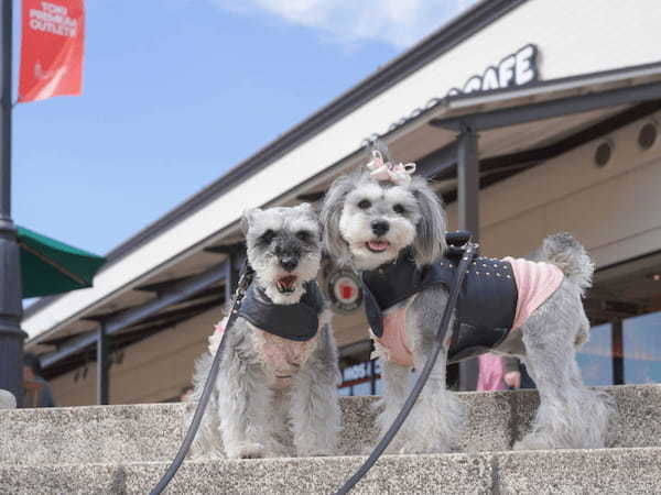 ペットフレンドリーなアウトレット。「土岐プレミアム・アウトレット」で15、16日に犬祭り開催