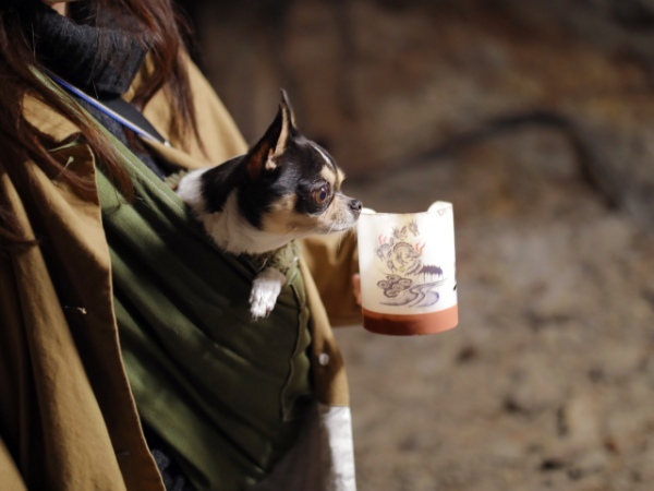 中京圏から犬にも優しい観光名所「江の島」へのクルマ旅【犬と一緒に巡る神奈川旅モデルコース：前編】