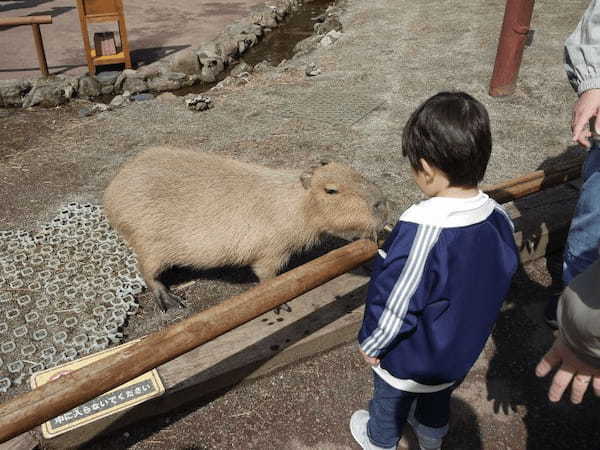 富士サファリパーク、様々な動物にエサあげできる春の特別イベント開催中、ライオンの4つ子の赤ちゃんの一般公開も開始