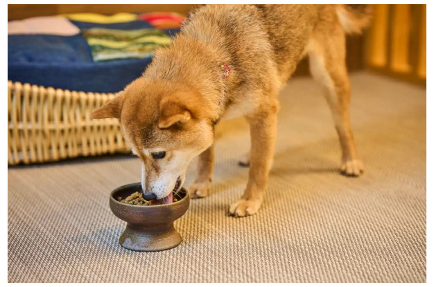 星野リゾート、「青森屋」に愛犬と青森旅を快適に楽しむ「愛犬ルーム プライベートドッグラン付」が誕生