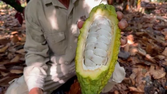 カンブリア宮殿,メゾンカカオ社長 石原紳伍