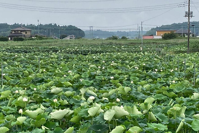 地域の変わらぬ価値を維持し、ICTを活用しながら子どもと保護者と職員が共に成長する園を目指す　北浦こども園（茨城県）