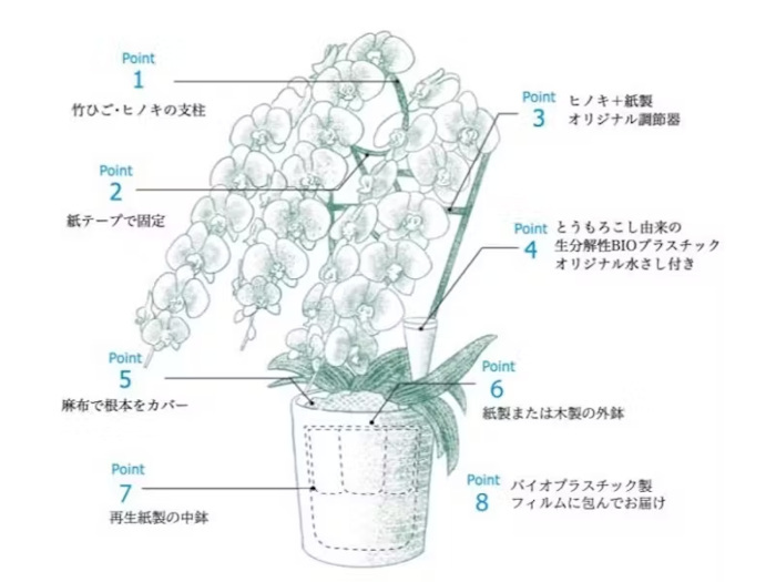 第一園芸、不燃ごみを出さず手入れも簡単な環境にも人にもやさしい胡蝶蘭を販売