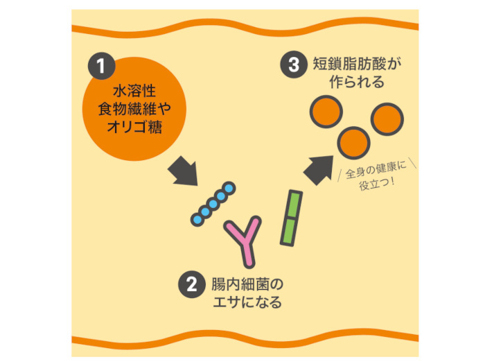 年々増える内臓脂肪や基礎代謝・免疫力の低下などの原因は？ 腸内細菌が産生する「短鎖脂肪酸」に研究者が注目