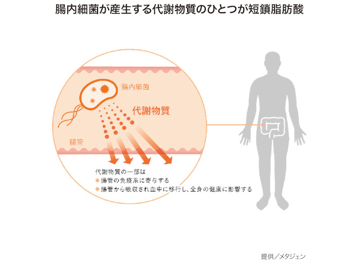 年々増える内臓脂肪や基礎代謝・免疫力の低下などの原因は？ 腸内細菌が産生する「短鎖脂肪酸」に研究者が注目