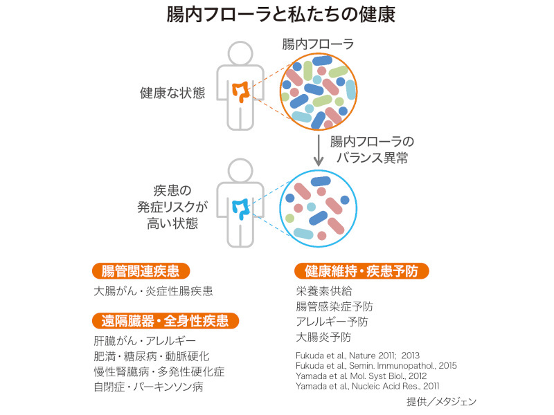 年々増える内臓脂肪や基礎代謝・免疫力の低下などの原因は？ 腸内細菌が産生する「短鎖脂肪酸」に研究者が注目